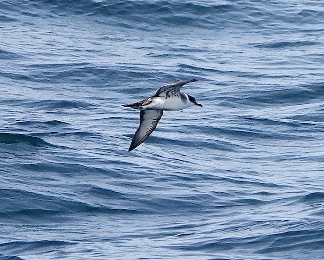 great shearwater